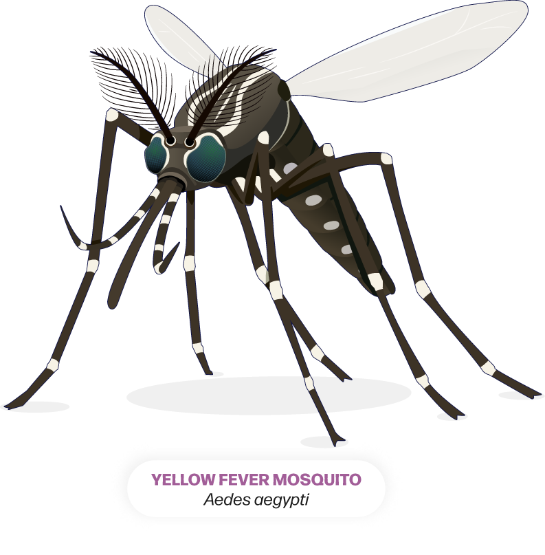 Illustration of the yellow fever mosquito, Aedes aegypti.
