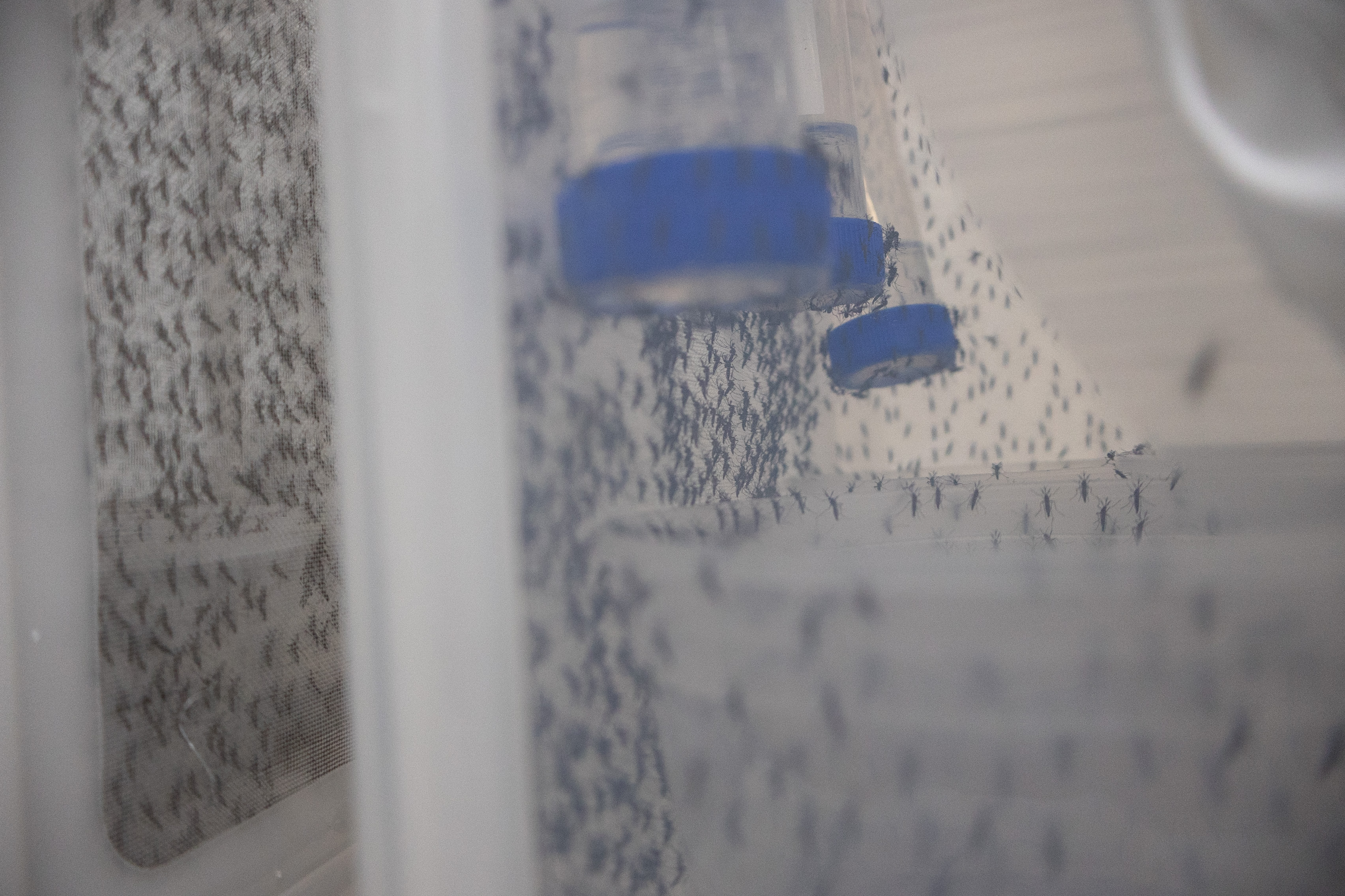 Adult mosquitoes resting on the mesh wall of a rearing cage.