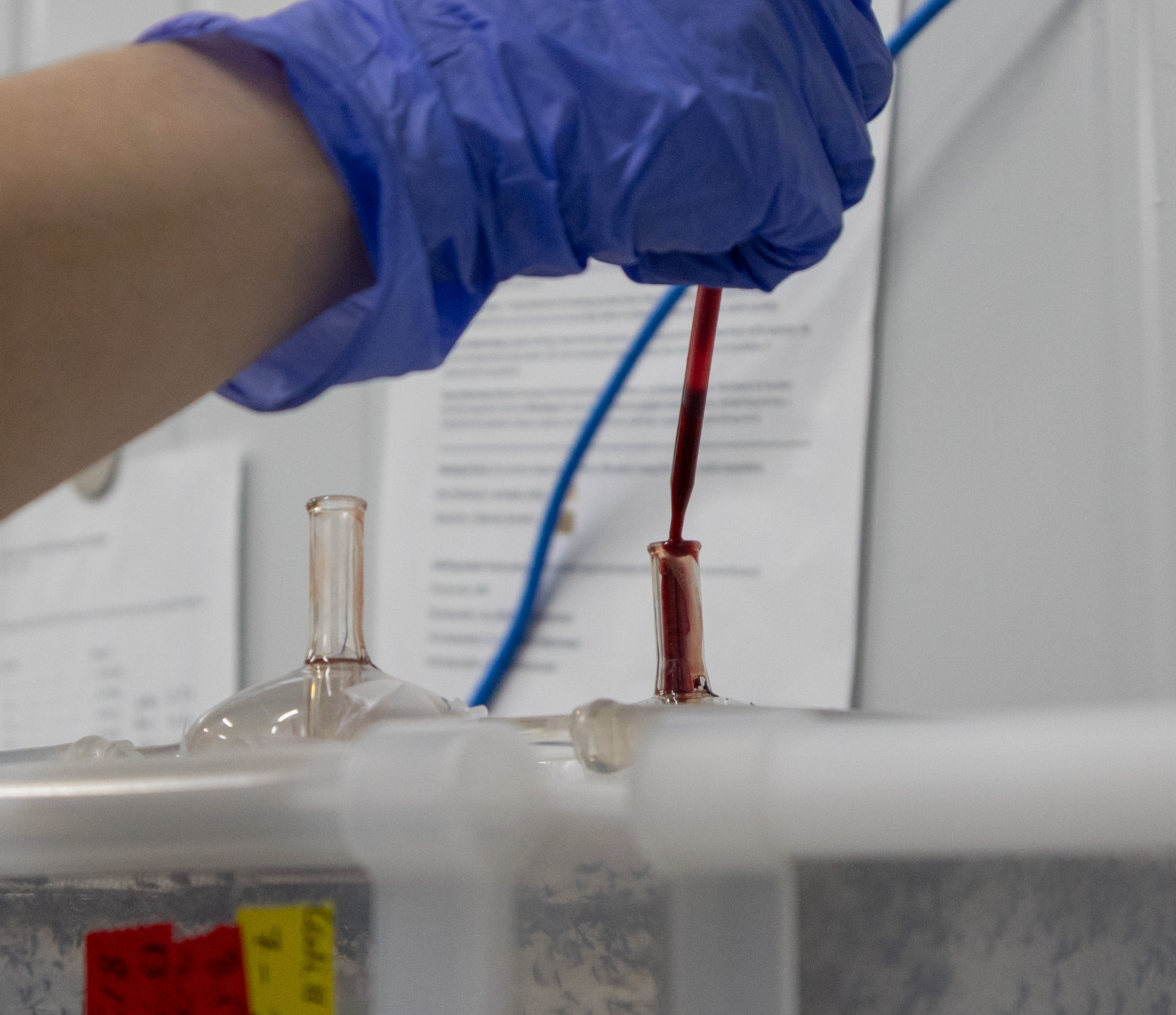A gloved technician preparing a blood feed for the colony.