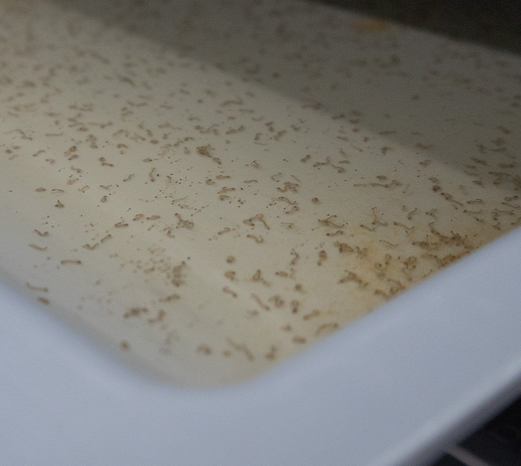 Mosquito larvae rearing in a shallow tray of water.
