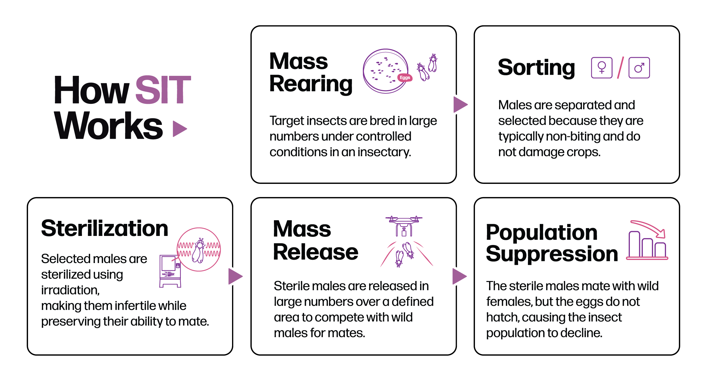 How SIT works, five steps: mass rearing, sorting, sterilization, mass release, population suppression.