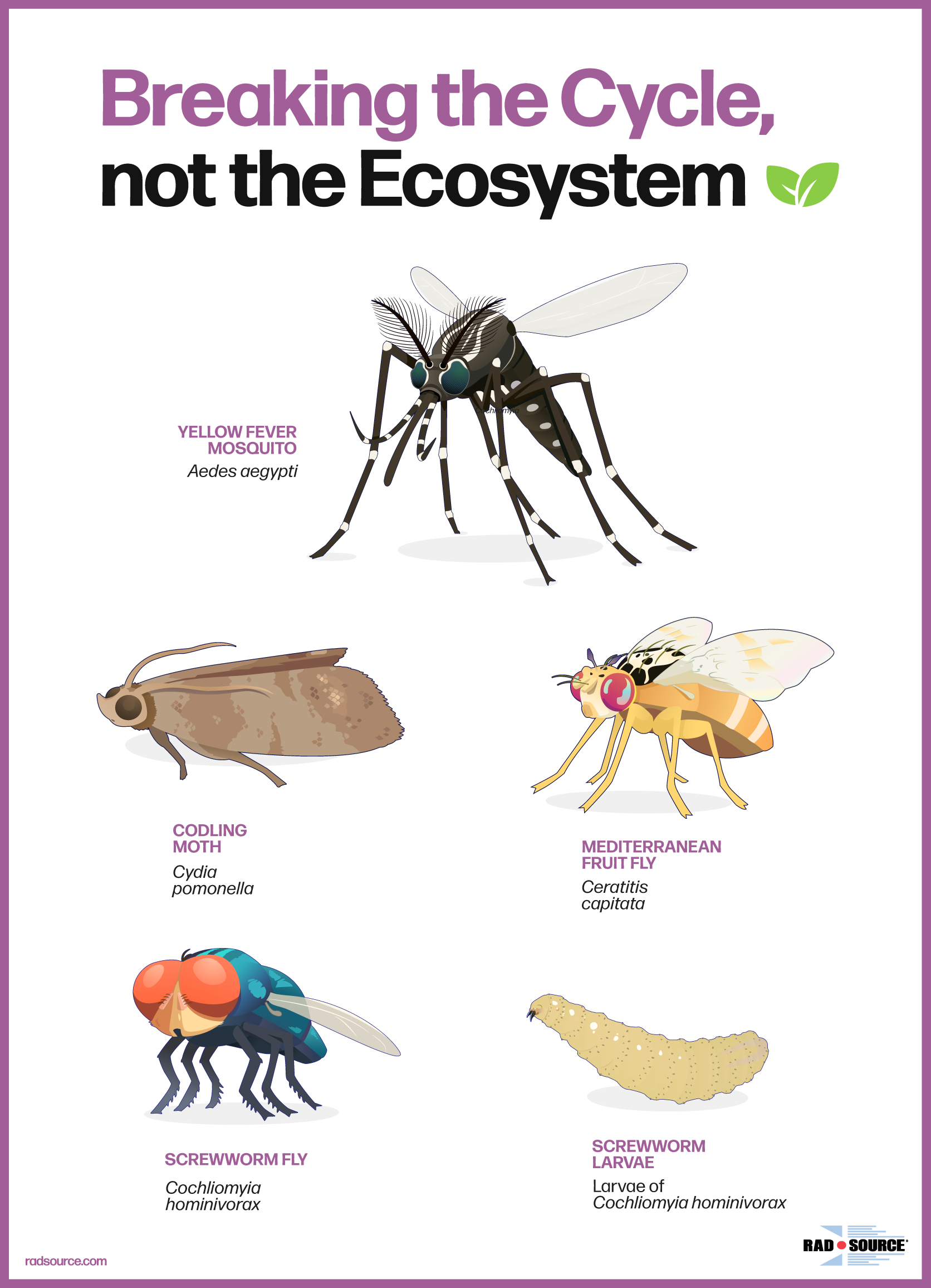Poster titled Breaking the Cycle, not the Ecosystem, showing illustrations of the yellow fever mosquito, codling moth, Mediterranean fruit fly, screwworm fly, and screwworm larvae.